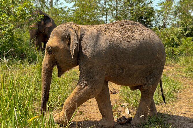 Half Day Elephant Home Sanctuary in Samui - Bathing includes contact, but it is not a private encounter