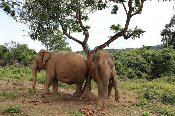 Half Day Elephant Home Sanctuary in Samui - Heat is the one serious comfort issue