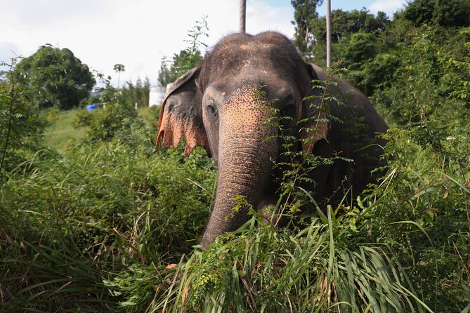 Half Day Elephant Home Sanctuary in Samui - The vegetarian meal is a useful finish
