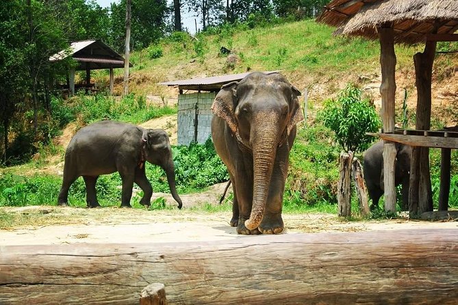 Half day Elephants in Nature Experience (Morning) - Meeting the elephants in their own setting