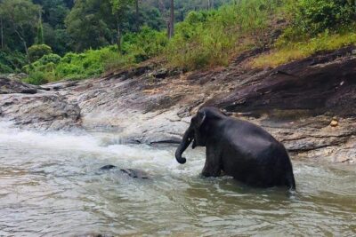 Half day Elephants in Nature Experience (Morning)