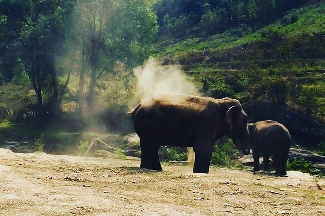 Half day Elephants in Nature Experience (Morning) - What guide Korn adds to the visit