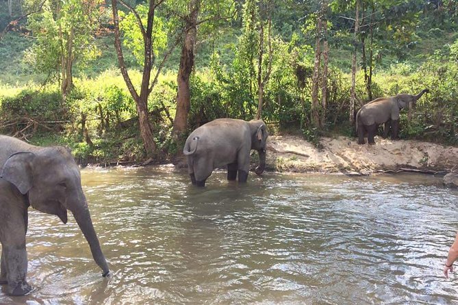 Half day Elephants in Nature Experience (Morning) - Feeding, bathing, and the value of hands-on care
