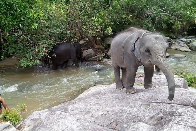 Half day Elephants in Nature Experience (Morning) - Who will enjoy this half-day experience