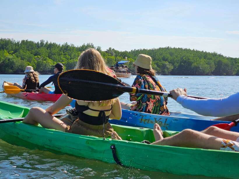 Half Day Mangrove Forest (Morning or Afternoon) - Key points to know before booking