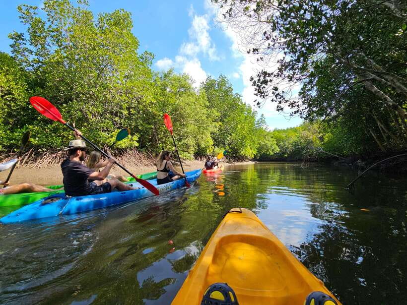 Half Day Mangrove Forest (Morning or Afternoon) - Taking the longtail boat instead
