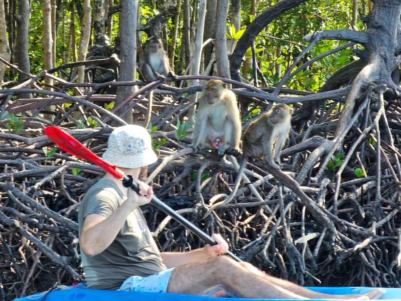Half Day Mangrove Forest (Morning or Afternoon) - What the $27 price really covers