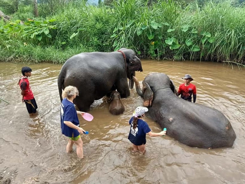 Half-day with CHIANGMAI ELEPHANT CARE program (12pm-6pm.) - Key points to know before you book