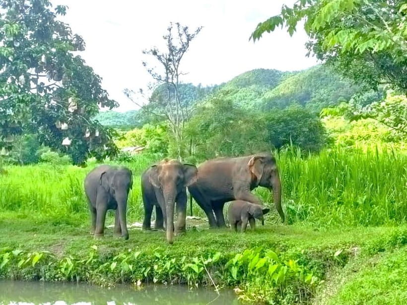 Half-day with CHIANGMAI ELEPHANT CARE program (12pm-6pm.) - Two hours of feeding, walking, and learning