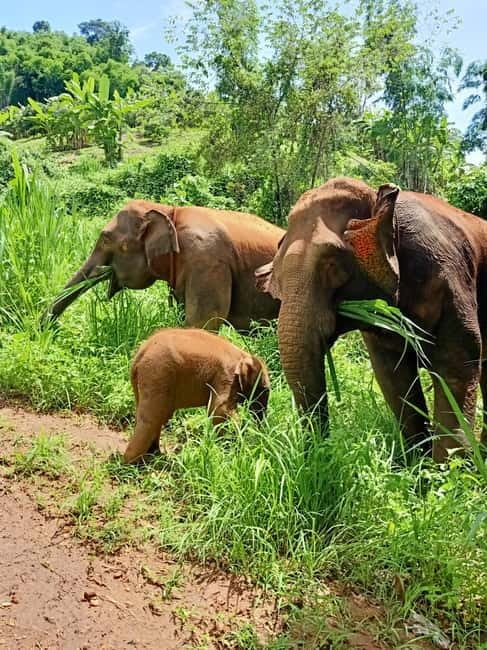 Half-day with CHIANGMAI ELEPHANT CARE program (12pm-6pm.) - Arrival, uniforms, and a homemade lunch