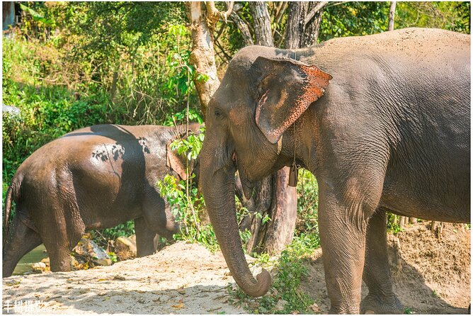 Inthanon Heaven Trail(Living Green Elephant Sanctuary) - A morning with elephants at Living Green Sanctuary