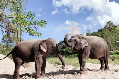 Inthanon Heaven Trail(Living Green Elephant Sanctuary)