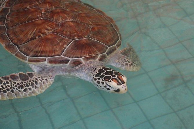 Khao Lak: Bamboo Rafting & Sea Turtle Conservation Center - Ton Pling Waterfall: pleasant, small, and seasonal