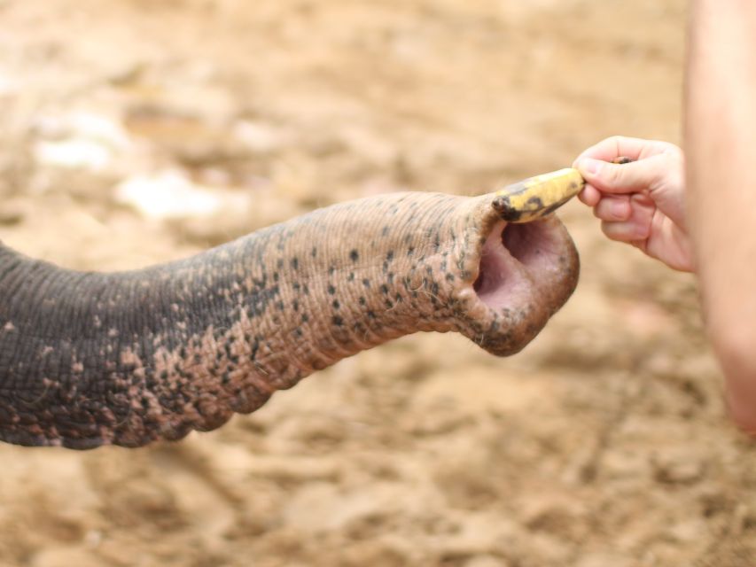 Khao Lak: Elephant Bathing and Turtle Center Visit - Walking with an elephant before the morning heat