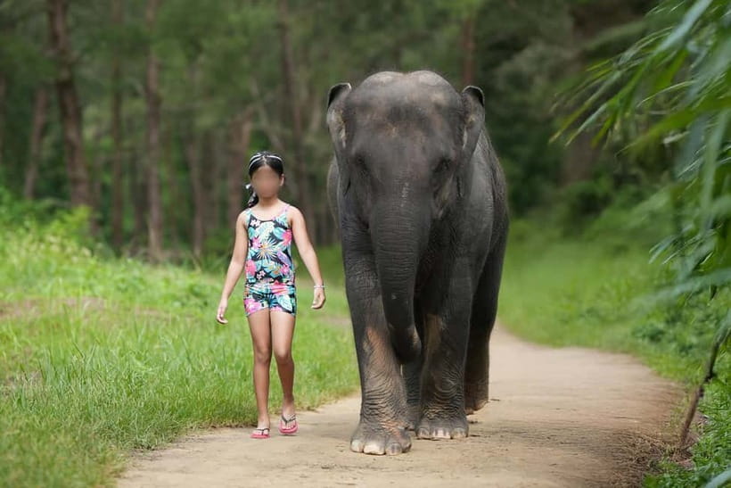 Khao Lak: Elephant Bathing and Turtle Center Visit - Feeding and bathing the elephants