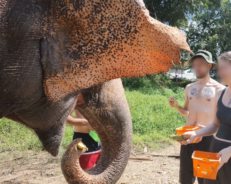 Khao Lak: Elephant Bathing and Turtle Center Visit - Guides, photos, and the small details that help