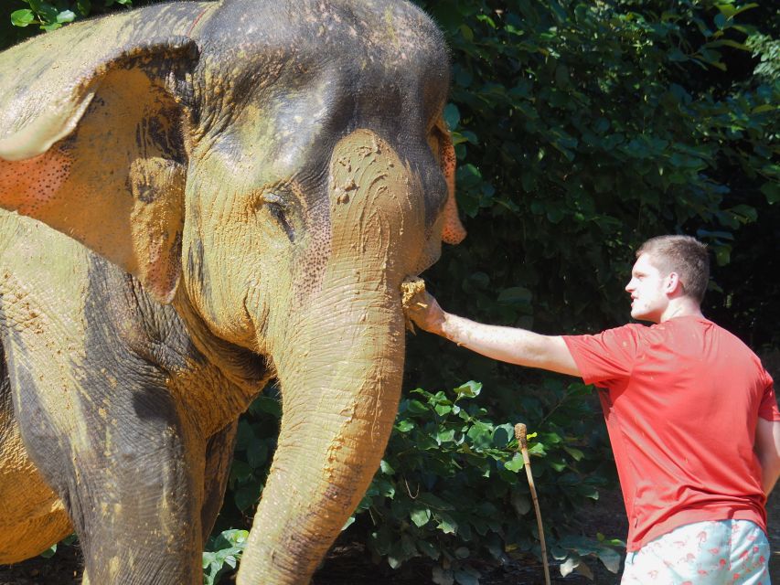 Khao Lak: Elephant Bathing and Turtle Center Visit - What to pack and what the showers are like