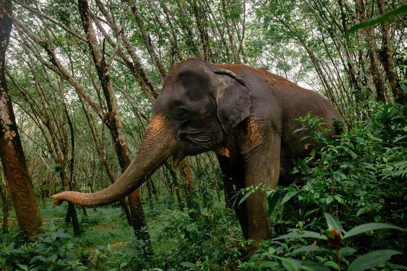 Khao Lak Guided Nature Walk & Elephant Experience - Key points to know before you go