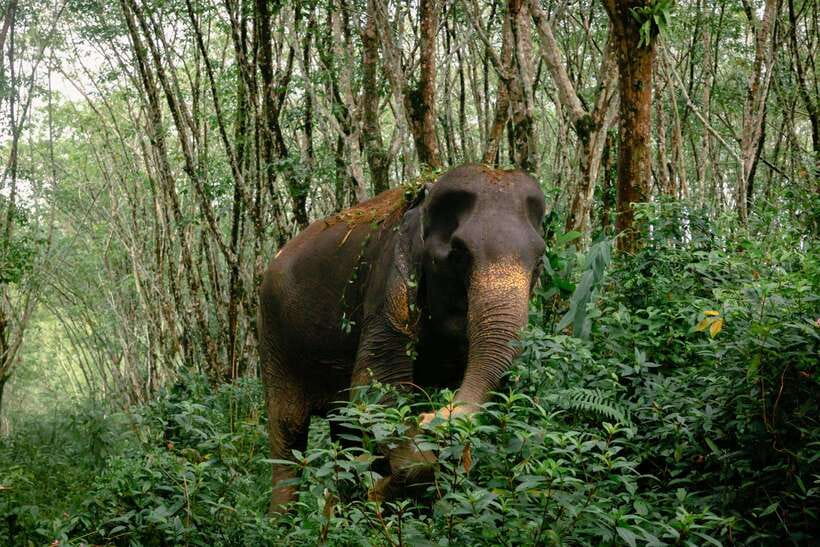 Khao Lak Guided Nature Walk & Elephant Experience - Practical planning for the morning