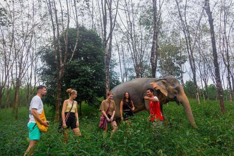 Khao Lak Guided Nature Walk & Elephant Experience - A forest walk before the elephants
