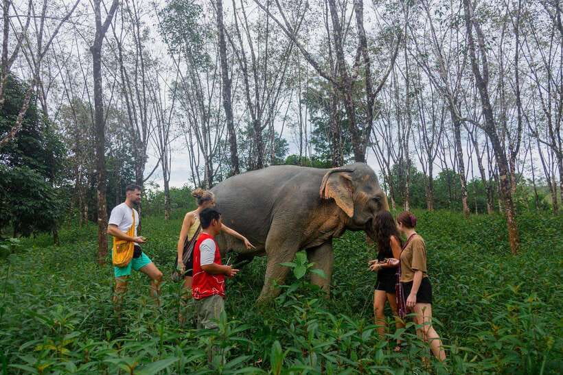 Khao Lak Guided Nature Walk & Elephant Experience - Why the hands-off policy matters