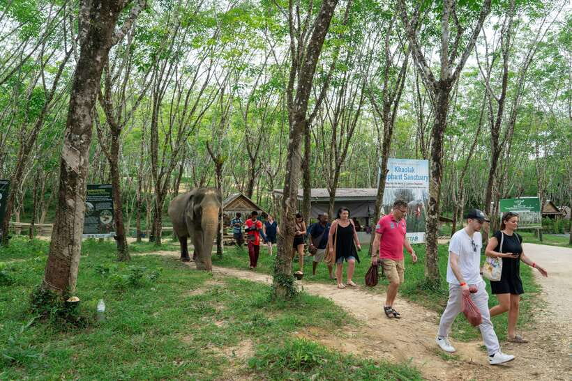 Khao Lak Guided Nature Walk & Elephant Experience - Is $51 a fair price?