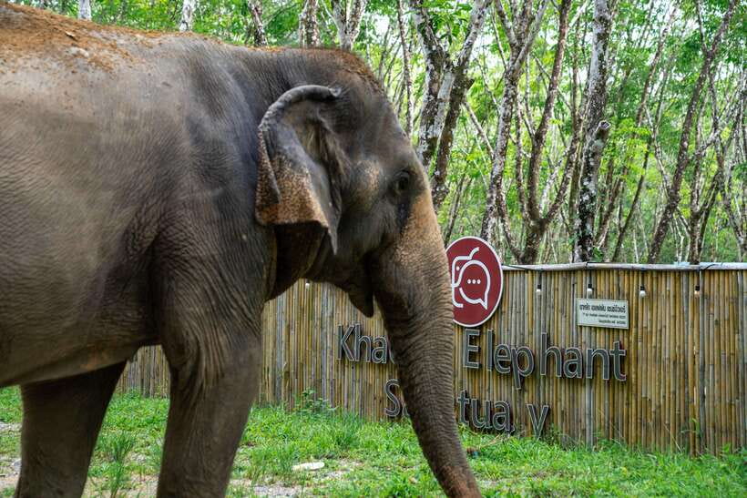 Khao Lak Guided Nature Walk & Elephant Experience - Small details that make the visit feel personal