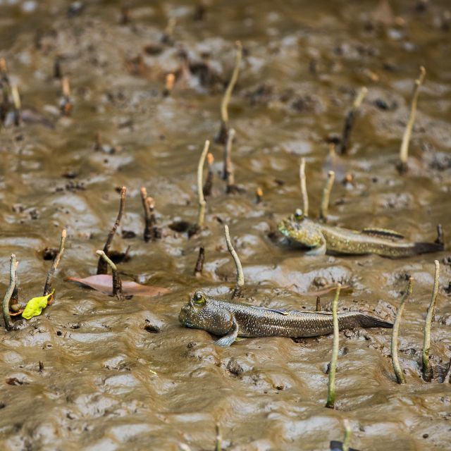 Khao Lak: Little Amazon Canoe Ride & Tam Nang Waterfall Tour - What Little Amazon is really like