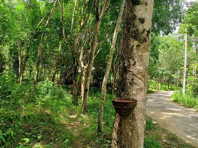 Khao Lak’s Best: Elephant Sanctuary,Rubber Tapping&Waterfall - Meeting Khao Lak’s rescued elephants