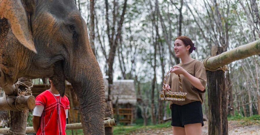 Khao Lak’s Best: Elephant Sanctuary,Rubber Tapping&Waterfall - Rubber tapping and the making of a sheet
