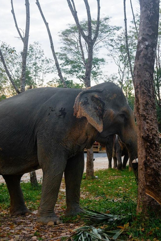 Khao Lak’s Best: Elephant Sanctuary,Rubber Tapping&Waterfall - What ethical contact looks like here