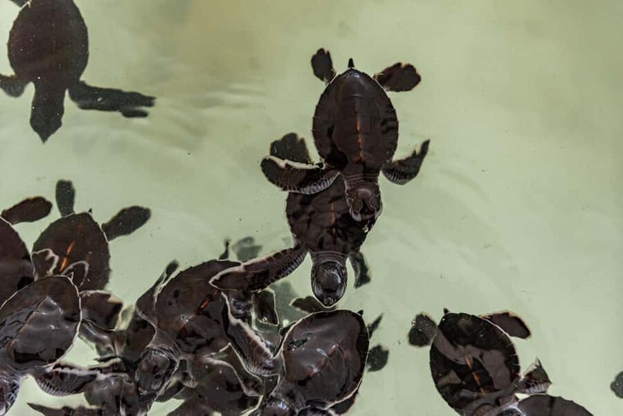 Khao Lak: Waterfall,Sea Turtle,Elephant Care,Meal & Transfer - Baby turtles and practical conservation
