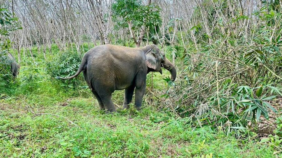 Khao Lak: Waterfall,Sea Turtle,Elephant Care,Meal & Transfer - How the $73 price measures up