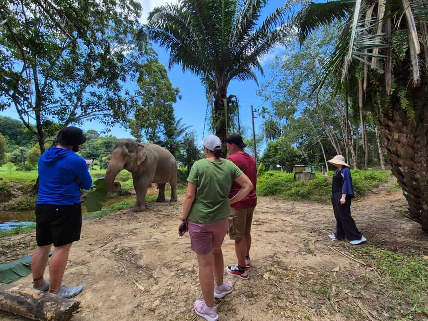Khao Lak: Waterfall,Sea Turtle,Elephant Care,Meal & Transfer - The extra-stop question