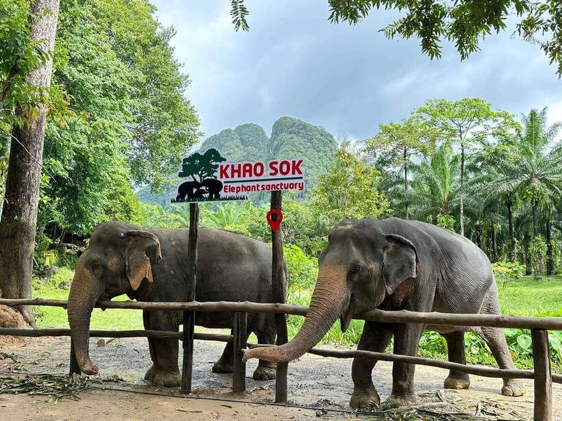 Khao Sok: Ethical Elephant Experience & Nature Walk - Key points to know before you book