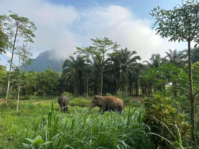 Khao Sok: Ethical Elephant Experience & Nature Walk - Should you book the Khao Sok elephant experience?