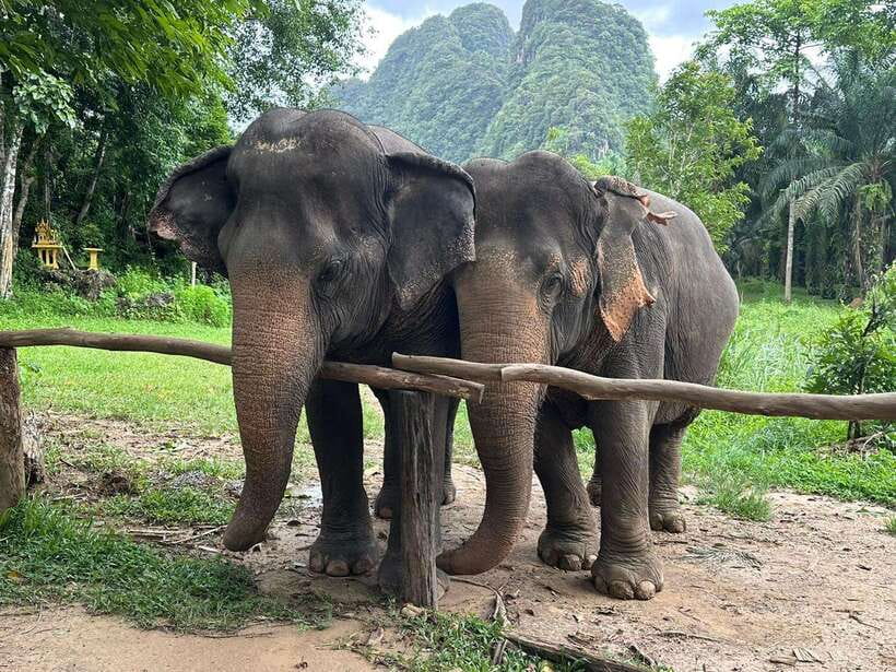 Khao Sok: Ethical Elephant Experience & Nature Walk - Meeting the elephants at Khao Sok