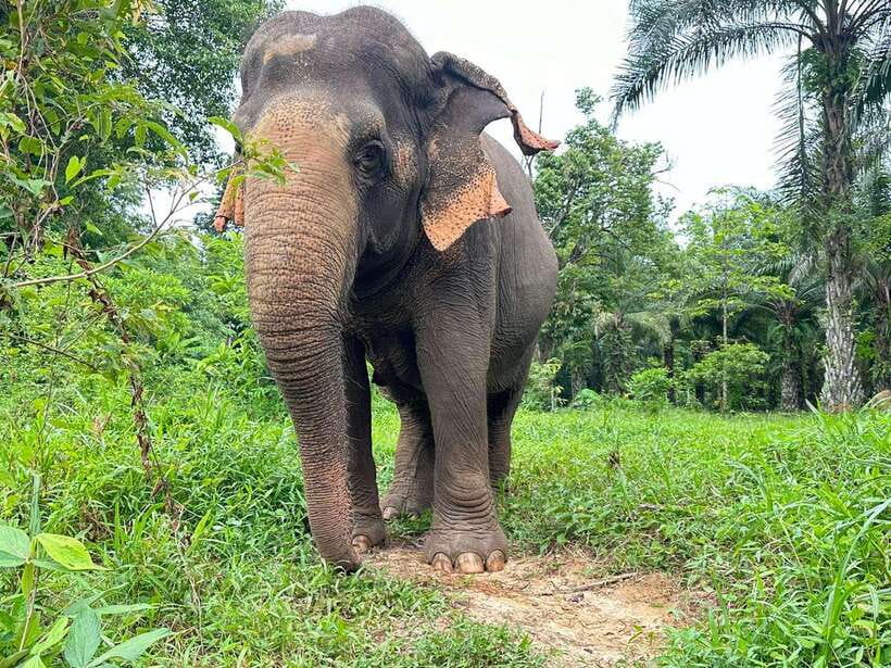 Khao Sok: Ethical Elephant Experience & Nature Walk - Why the conservation message matters