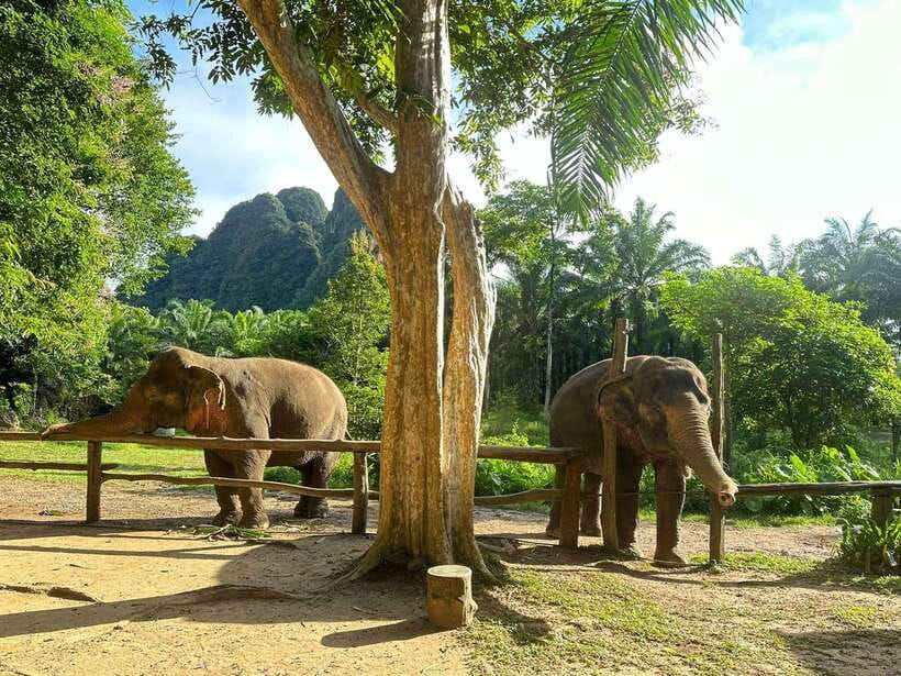 Khao Sok: Ethical Elephant Experience & Nature Walk - What the $41 price really buys you