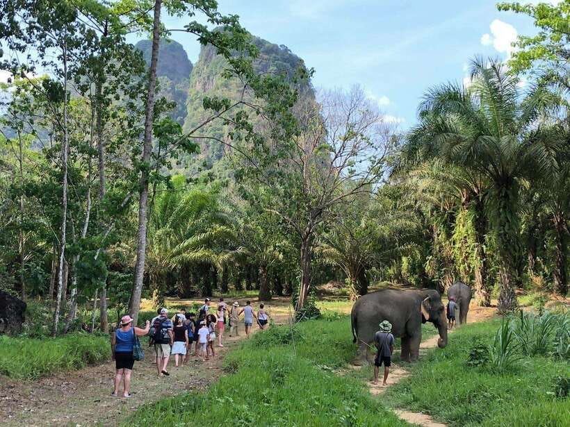 Khao Sok: Ethical Elephant Experience & Nature Walk - Practical details that affect your choice
