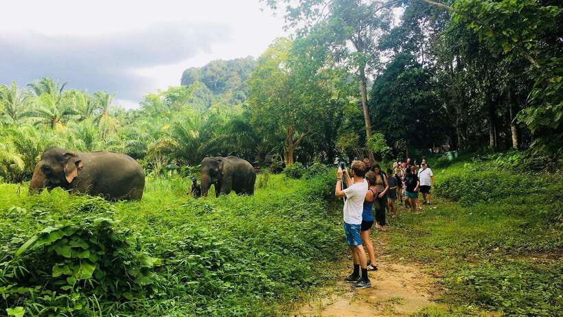 Khao Sok: Ethical Elephant Experience & Nature Walk - Preparing food and feeding the elephants