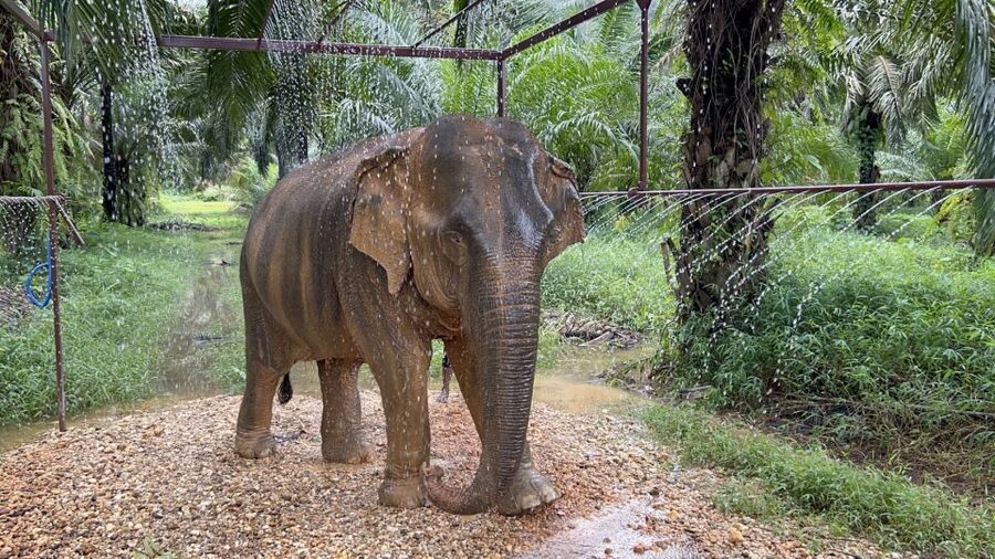 Khao Sok: Ethical Elephant Sanctuary Visit - Watching from the shade at Khao Sok