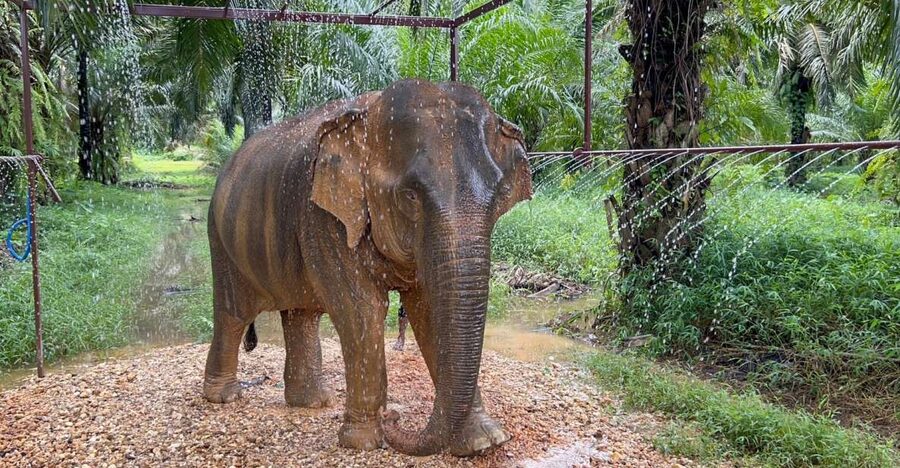 Khao Sok: Ethical Elephant Sanctuary Visit - Meeting the elephants at their own pace