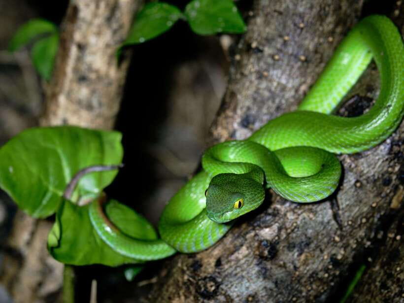 Khao Sok: Private Night Safari Adventure w/ Hotel Transfer - Key points to know before you go