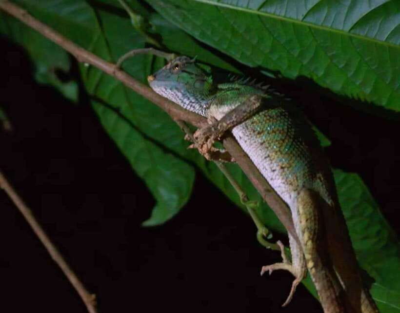 Khao Sok: Private Night Safari Adventure w/ Hotel Transfer - Khao Sok after sunset