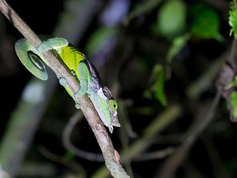 Khao Sok: Private Night Safari Adventure w/ Hotel Transfer - Is $48 good value?