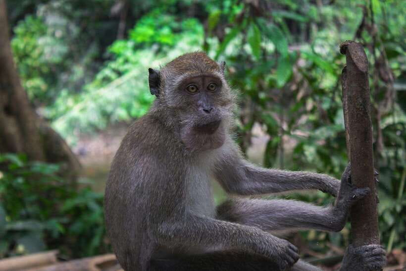 Khao Sok: Private Waterfalls and Wildlife Half-Day Trek - Walking slowly enough to see the small things