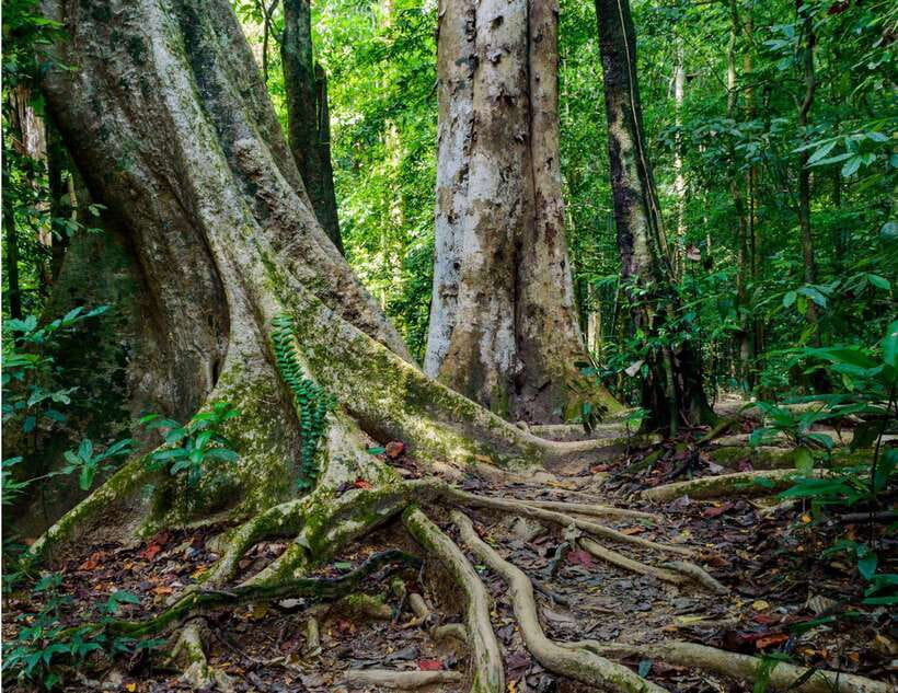 Khao Sok: Private Waterfalls and Wildlife Half-Day Trek - Private versus small-group: which format suits you?