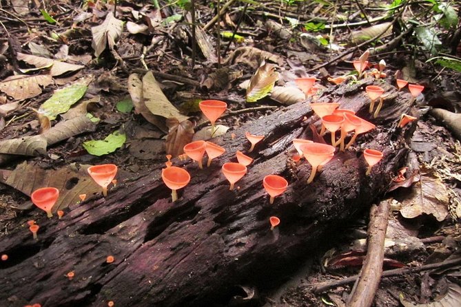 Khao Yai National Park Hiking Day Tour: Haew Narok and Haew Suwat - What the $185.74 price really covers
