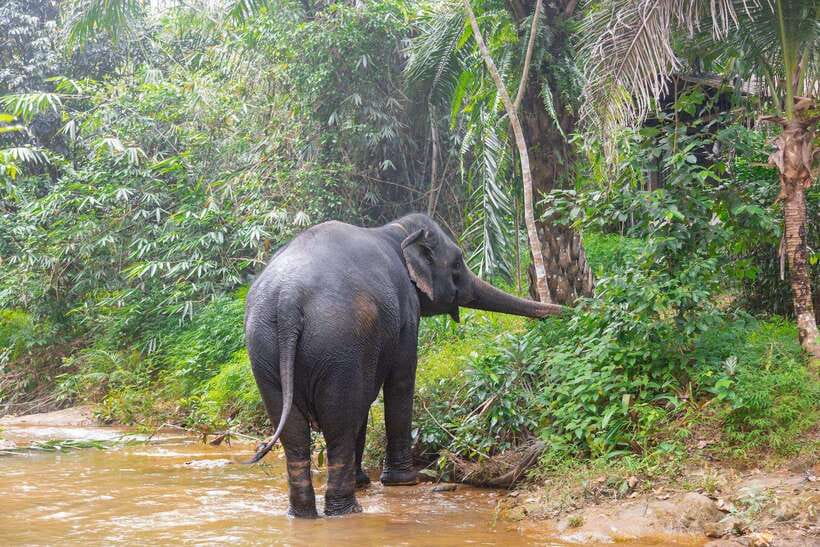 Khaolak: Elephant Sanctuary Guided Tour with Hotel Transfers - Key points at a glance